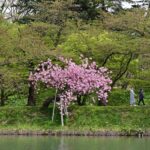 青森県、弘前公園の１本桜が見頃！植樹300年以上という伝説も？